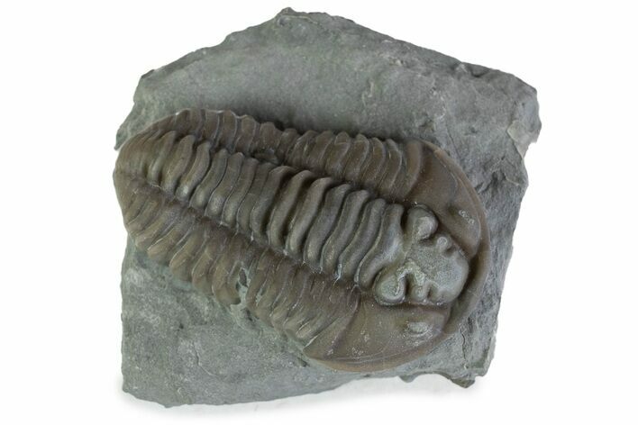 Prone Flexicalymene Trilobite - Mt Orab, Ohio #375187